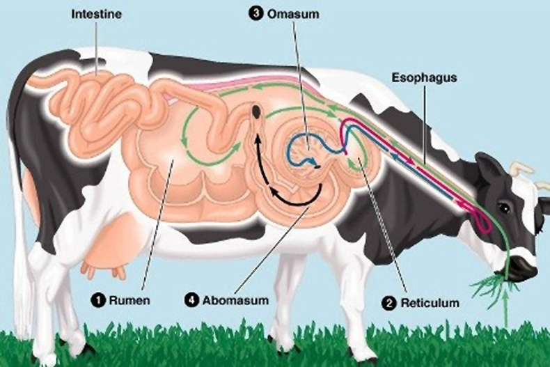 Cow Stomachs